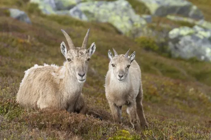 Framed Print : Alpine Ibex (Capra ibex) adult female with young, Niederhorn, Swiss Alps, Bernese Oberland, Switzerland, June Framed Print : Alpine Ibex (Capra ibex) adult female with young, Niederhorn, Swiss Alps, Bernese Oberland, Switzerland, June