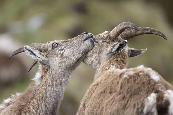 Alpine Ibex (Capra ibex) two adult females, close-up of heads, mutual grooming, Niederhorn, Swiss Alps
