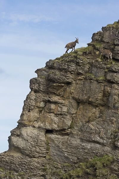 Alpine Ibex (Capra ibex) two adult females, climbing on rockface, Niederhorn, Swiss Alps, Bernese Oberland