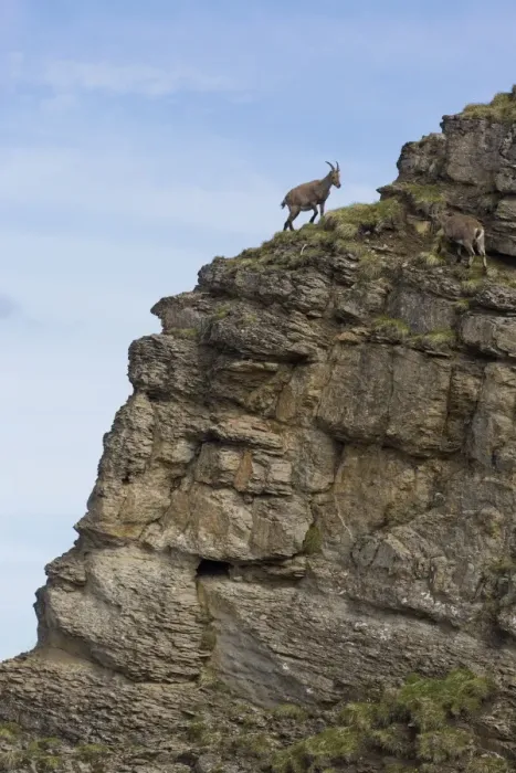 Framed Print : Alpine Ibex (Capra ibex) two adult females, climbing on rockface, Niederhorn, Swiss Alps, Bernese Oberland Framed Print : Alpine Ibex (Capra ibex) two adult females, climbing on rockface, Niederhorn, Swiss Alps, Bernese Oberland