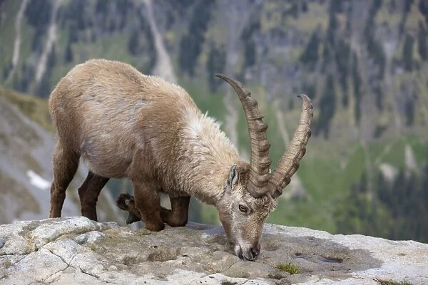 Alpine Ibex (Capra ibex) adult male, kneeling and licking minerals from rocks, Niederhorn, Swiss Alps