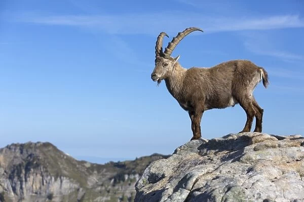 Alpine Ibex (Capra ibex) adult male, standing on rocks in mountain habitat, Niederhorn, Swiss Alps, Bernese Oberland