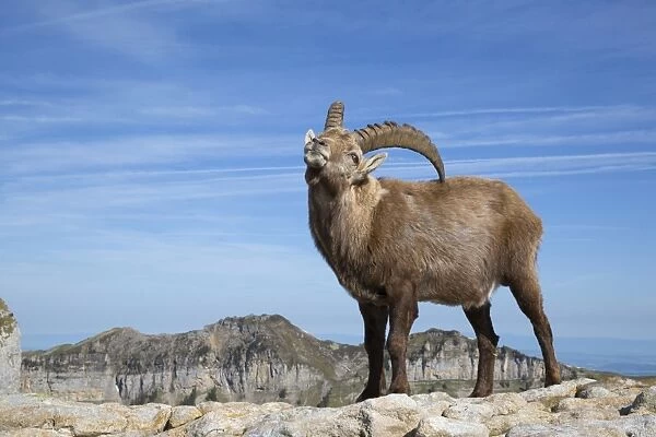 Alpine Ibex (Capra ibex) adult male, scratching back with horn, standing on rocks, Niederhorn, Swiss Alps