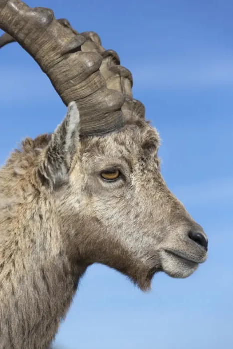 Framed Print : Alpine Ibex (Capra ibex) adult male, close-up of head, Niederhorn, Swiss Alps, Bernese Oberland, Switzerland, June Framed Print : Alpine Ibex (Capra ibex) adult male, close-up of head, Niederhorn, Swiss Alps, Bernese Oberland, Switzerland, June