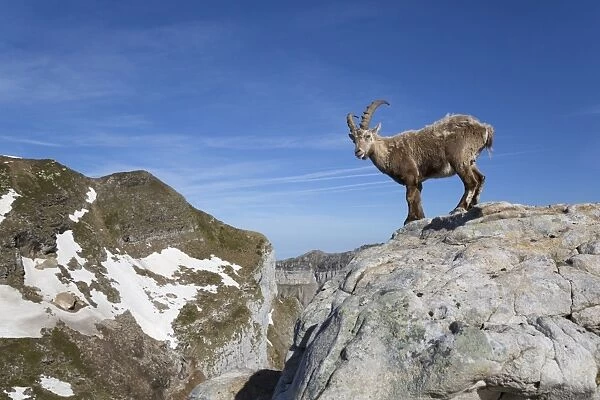 Alpine Ibex (Capra ibex) adult male, standing on rocks in mountain habitat, Niederhorn, Swiss Alps, Bernese Oberland