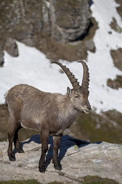 Alpine Ibex (Capra ibex) adult male, standing on rock, Niederhorn, Swiss Alps, Bernese Oberland, Switzerland, june