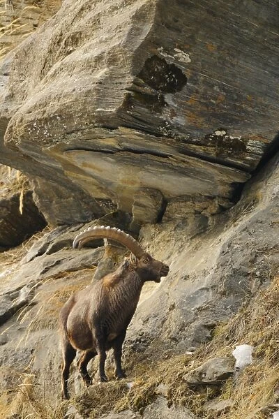 Alpine Ibex (Capra ibex) adult male, standing on mountain slope with overhanging rocks, Italian Alps, Italy, january