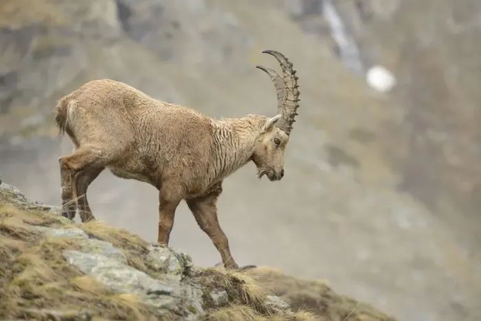 Framed Print : Alpine Ibex (Capra ibex) adult male, walking down slope, Gran Paradiso N. P. Graian Alps, Italy, April Framed Print : Alpine Ibex (Capra ibex) adult male, walking down slope, Gran Paradiso N. P. Graian Alps, Italy, April