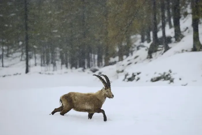 Framed Print : Alpine Ibex (Capra ibex) adult male, walking in snow during snowfall, Gran Paradiso N. P. Graian Alps, Italy, May Framed Print : Alpine Ibex (Capra ibex) adult male, walking in snow during snowfall, Gran Paradiso N. P. Graian Alps, Italy, May