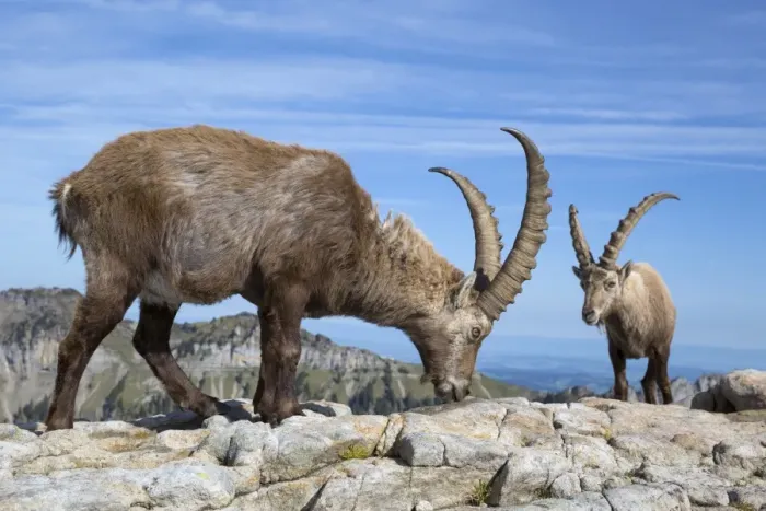 Framed Print : Alpine Ibex (Capra ibex) two adults males, licking minerals from rocks, Niederhorn, Swiss Alps, Bernese Oberland Framed Print : Alpine Ibex (Capra ibex) two adults males, licking minerals from rocks, Niederhorn, Swiss Alps, Bernese Oberland
