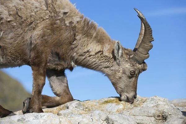 Alpine Ibex (Capra ibex) immature male, kneeling and licking minerals from rocks, Niederhorn, Swiss Alps