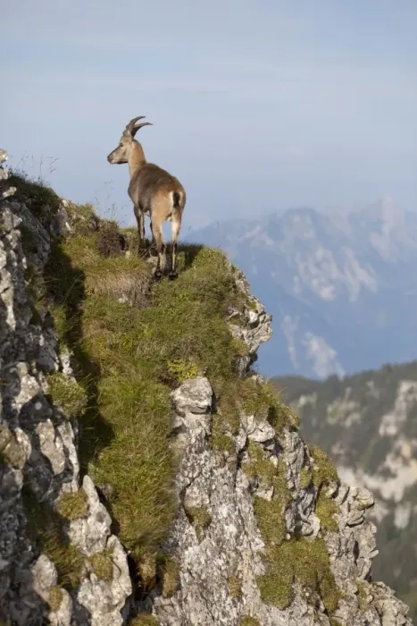 Framed Print : Alpine Ibex (Capra ibex) immature male, standing on mountain slope, Niederhorn, Swiss Alps, Bernese Oberland