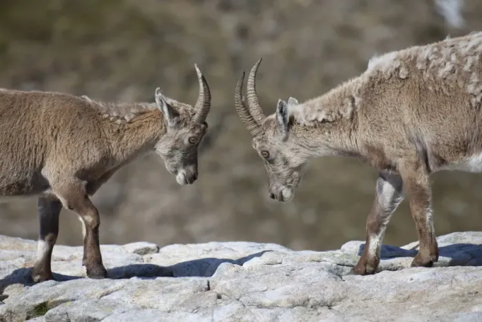 Framed Print : Alpine Ibex (Capra ibex) two immatures, moulting coats, fighting on rocks, Niederhorn, Swiss Alps, Bernese Oberland, Switzerland, may Framed Print : Alpine Ibex (Capra ibex) two immatures, moulting coats, fighting on rocks, Niederhorn, Swiss Alps, Bernese Oberland, Switzerland, may