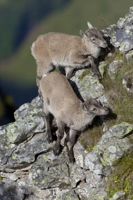 Framed Print : Alpine Ibex (Capra ibex) two young, climbing on rocks, Niederhorn, Swiss Alps, Bernese Oberland, Switzerland, august