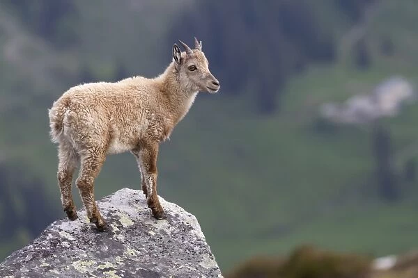 Alpine Ibex (Capra ibex) young, standing on rock, Niederhorn, Swiss Alps, Bernese Oberland, Switzerland, June