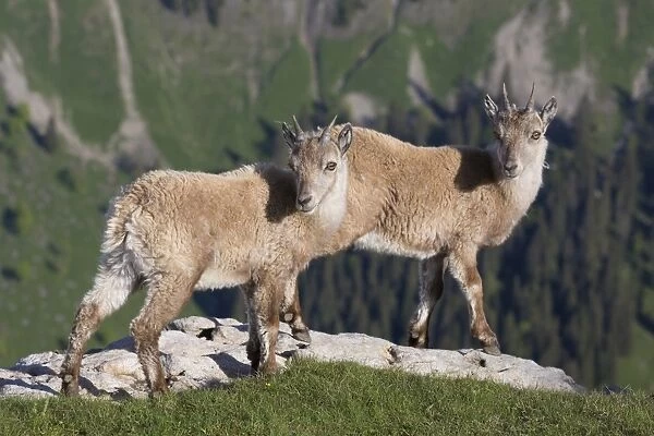 Alpine Ibex (Capra ibex) two young, standing on rocks, Niederhorn, Swiss Alps, Bernese Oberland, Switzerland, June