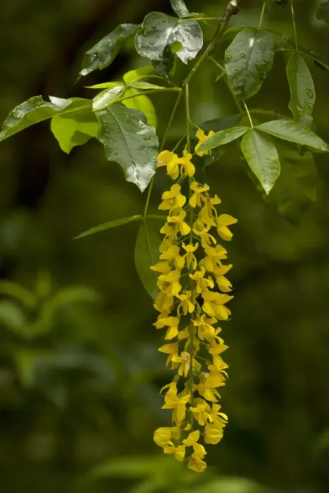 Framed Print : Alpine Laburnum (Laburnum alpinum) close-up of flowers, Julian Alps, Slovenia, june