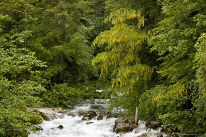Framed Print : Alpine Laburnum (Laburnum alpinum) habit, flowering, growing in montane woodland habitat beside river, Savica River Framed Print : Alpine Laburnum (Laburnum alpinum) habit, flowering, growing in montane woodland habitat beside river, Savica River