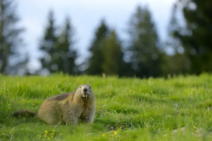 Framed Print : Alpine Marmot (Marmota marmota) adult, feeding, standing amongst grass in alpine meadow, Italian Alps, Italy, May Framed Print : Alpine Marmot (Marmota marmota) adult, feeding, standing amongst grass in alpine meadow, Italian Alps, Italy, May