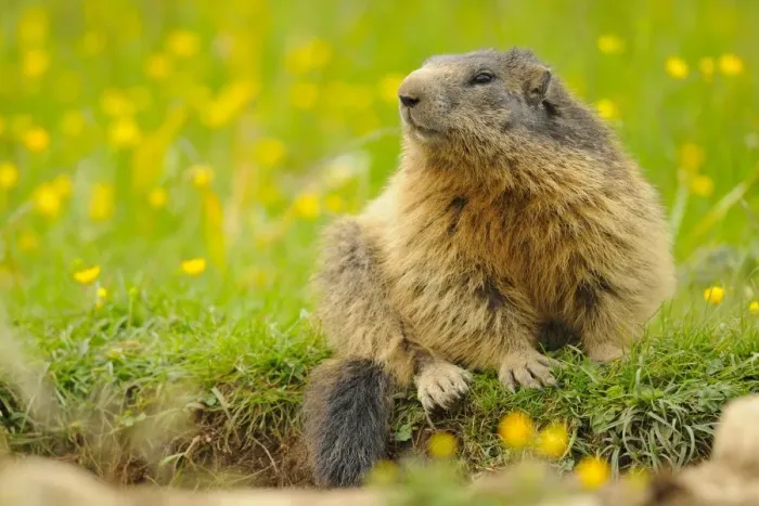 Framed Print : Alpine Marmot (Marmota marmota) adult, sitting amongst wildflowers, Italian Alps, Italy, june Framed Print : Alpine Marmot (Marmota marmota) adult, sitting amongst wildflowers, Italian Alps, Italy, june