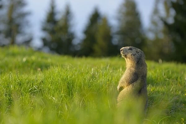 Alpine Marmot (Marmota marmota) adult, feeding, sitting amongst grass in alpine meadow, Italian Alps, Italy, May