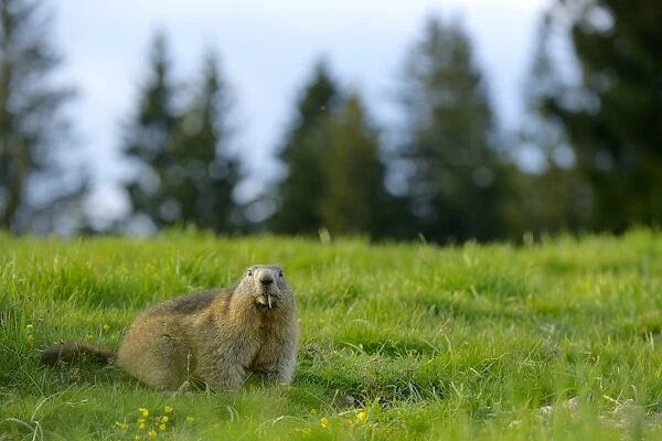 Alpine Marmot (Marmota marmota) adult, feeding, standing amongst grass in alpine meadow, Italian Alps, Italy, May