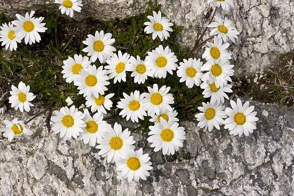 Alpine Moon Daisy (Leucanthemopsis alpina) flowering, growing amongst rocks at high altitude, Swiss Alps, Switzerland