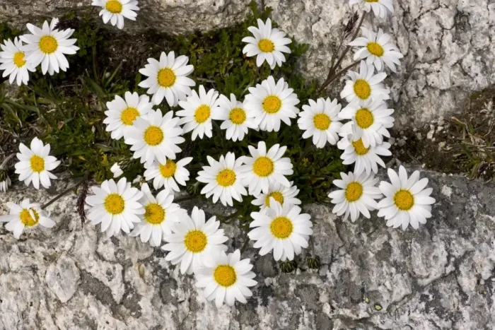 Framed Print : Alpine Moon Daisy (Leucanthemopsis alpina) flowering, growing amongst rocks at high altitude, Swiss Alps, Switzerland Framed Print : Alpine Moon Daisy (Leucanthemopsis alpina) flowering, growing amongst rocks at high altitude, Swiss Alps, Switzerland