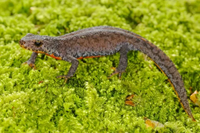 Framed Print : Alpine Newt (Mesotriton alpestris) adult, in terrestrial phase, standing on moss, Italy, june Framed Print : Alpine Newt (Mesotriton alpestris) adult, in terrestrial phase, standing on moss, Italy, june