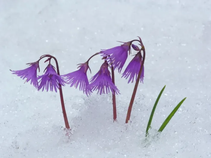 Framed Print : Alpine Snowbell (Soldanella alpina) flowering, emerging through snow, Dolomites, Italian Alps, Italy, June