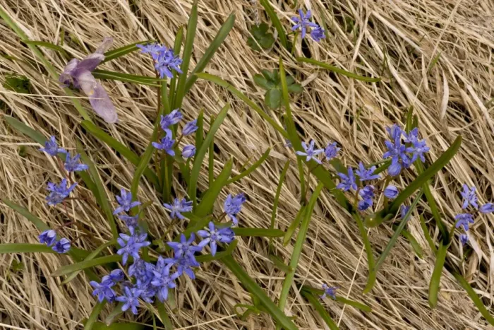 Framed Print : Alpine Squill (Scilla bifolia) flowering, growing on mountain snowline, Rila Mountains, Bulgaria, may Framed Print : Alpine Squill (Scilla bifolia) flowering, growing on mountain snowline, Rila Mountains, Bulgaria, may