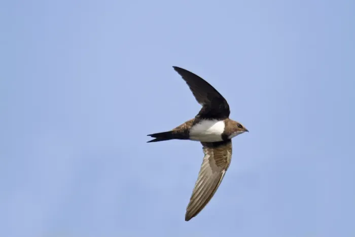 Framed Print : Alpine Swift (Apus melba) adult, in flight, Extremadura, Spain, june