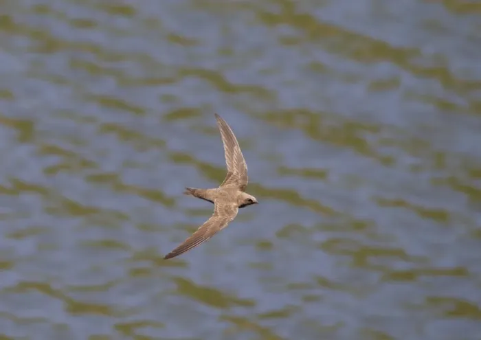 Framed Print : Alpine Swift (Apus melba) adult, in flight over water, Castilla y Leon, Spain, June Framed Print : Alpine Swift (Apus melba) adult, in flight over water, Castilla y Leon, Spain, June