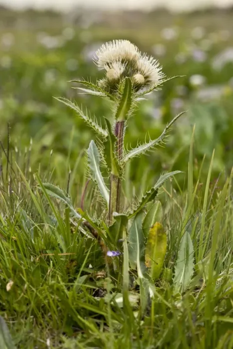 Framed Print : Alpine Thistle (Cirsium simplex) flowering (at 2500m), Pontic Mountains, Anatolia, Turkey, July Framed Print : Alpine Thistle (Cirsium simplex) flowering (at 2500m), Pontic Mountains, Anatolia, Turkey, July