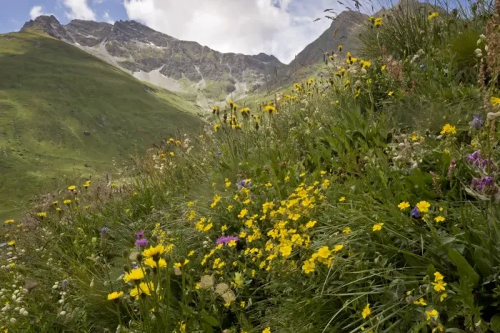 Framed Print : Alpine wildflowers flowering in high pasture habitat, Col de L Iseran, Vanoise N. P. French Alps, France, July Framed Print : Alpine wildflowers flowering in high pasture habitat, Col de L Iseran, Vanoise N. P. French Alps, France, July