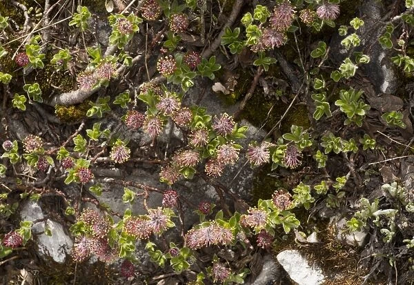 Alpine Willow (Salix alpina) male flowers, Dolomites, Italian Alps, Italy, June