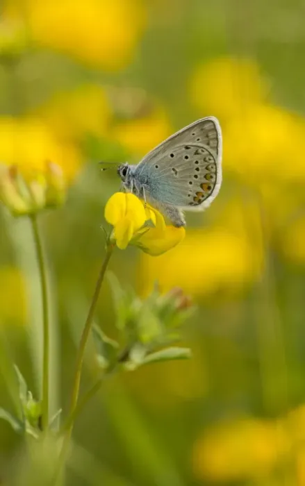 Framed Print : Amandas Blue (Agrodiaetus amanda) adult, resting on flower, Bulgaria, July Framed Print : Amandas Blue (Agrodiaetus amanda) adult, resting on flower, Bulgaria, July