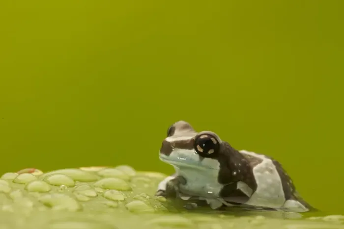 Framed Print : Amazon Milk Frog (Trachycephalus resinifictrix) adult, resting on leaf covered in water droplets (captive) Framed Print : Amazon Milk Frog (Trachycephalus resinifictrix) adult, resting on leaf covered in water droplets (captive)