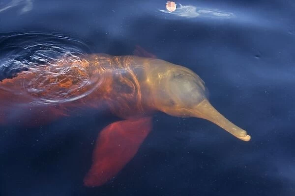 Amazon River Dolphin (Inia geoffrensis) adult, swimming at surface of water, Brazil
