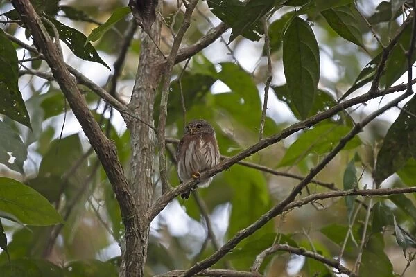 Amazonian Pygmy-owl (Glaucidium hardyi) adult, perched on branch, Peruvian Amazon, Peru, September