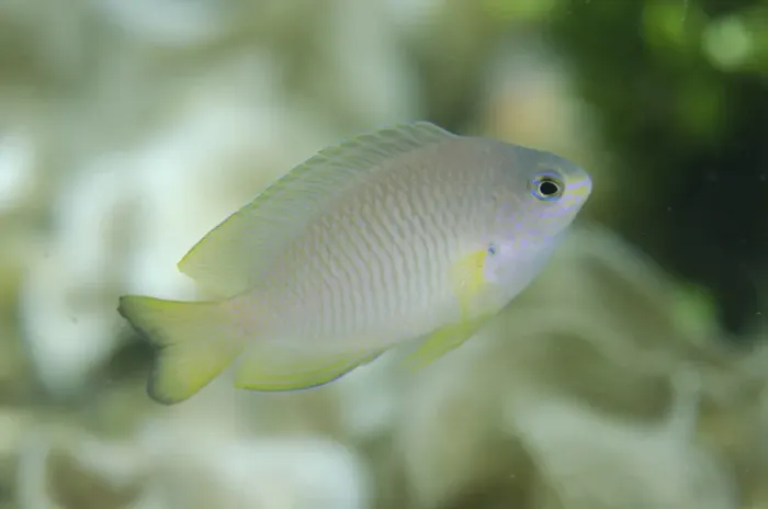 Framed Print : Ambon Damselfish (Pomacentrus amboinensis) sub-adult, swimming, Lembeh Straits, Sulawesi, Greater Sunda Islands Framed Print : Ambon Damselfish (Pomacentrus amboinensis) sub-adult, swimming, Lembeh Straits, Sulawesi, Greater Sunda Islands