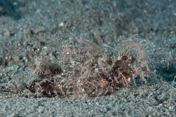 Ambon Scorpionfish (Pteroidichthys amboinensis) adult, camouflaged on black sand, Aer Bajo, Lembeh Straits, Sulawesi