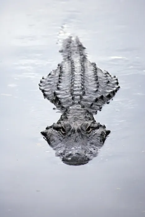 Framed Print : America Alligator (Alligator mississippiensis) adult swimming at water surface, Florida, U. S. A