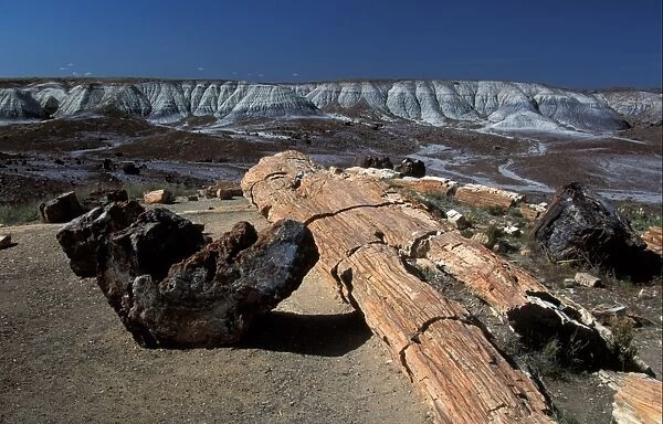 America North USA Arizona. Fossilized Wood in the Painted Desert, Arizona, USA