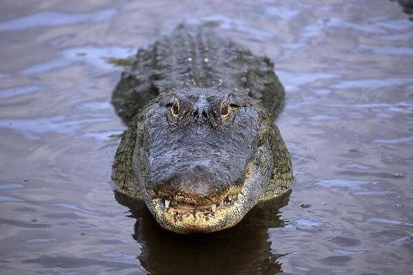 American Alligator (Alligator mississipiensis) adult, head raised out of water, Florida, U. S. A