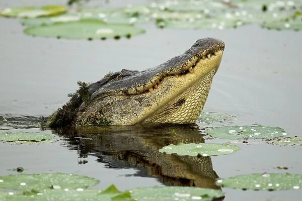 American Alligator (Alligator mississipiensis) adult male, displaying, Brazos Bend State Park, Texas, U. S. A. april