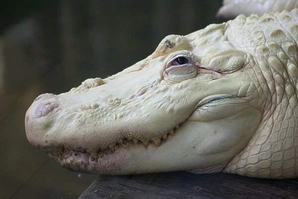 American Alligator (Alligator mississipiensis) leucistic adult, close-up of head, Florida, U. S. A. June (captive)