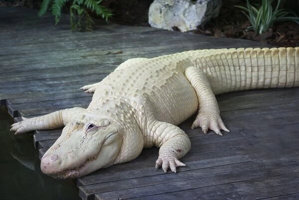 American Alligator (Alligator mississipiensis) leucistic adult, Florida, U. S. A. June (captive)