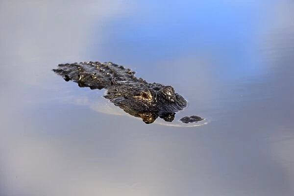 American Alligator (Alligator mississipiensis) adult, resting at surface of water, Wakodahatchee Wetlands