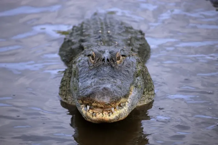 Framed Print : American Alligator (Alligator mississipiensis) adult, head raised out of water, Florida, U. S. A Framed Print : American Alligator (Alligator mississipiensis) adult, head raised out of water, Florida, U. S. A